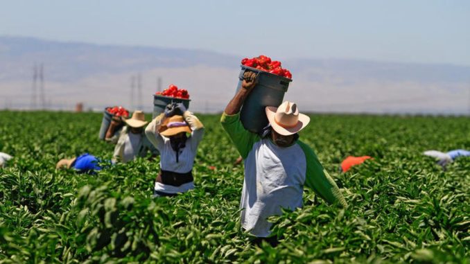 Farmers In The Farm Holding Buckets