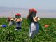 Farmers In The Farm Holding Buckets