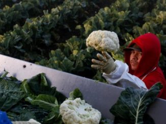 A person cultivating Cauliflower in the field