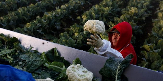 A person cultivating Cauliflower in the field