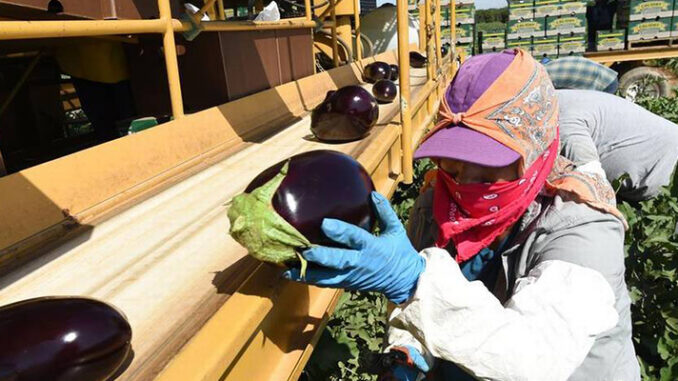 Farm workers in CA